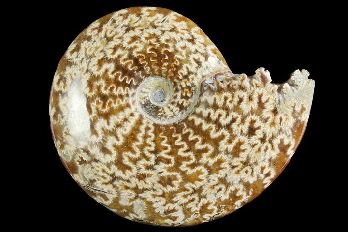 Polished Ammonite (Cleoniceras) Fossil - Madagascar #158265